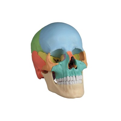 Model czaszki osteopatycznej, 22 części, wersja dydaktyczna Erler-Zimmer - Habys