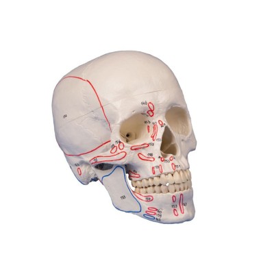 Model czaszki dorosłego człowieka, 3 części, oznaczenia przyczepów mięśni Erler-Zimmer - Habys